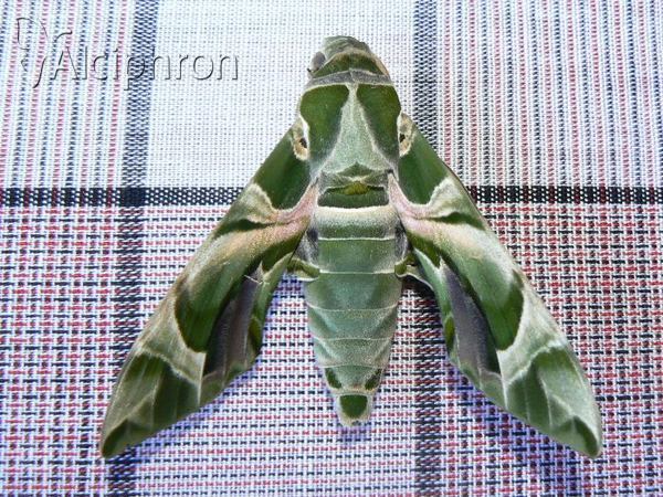 Daphnis nerii