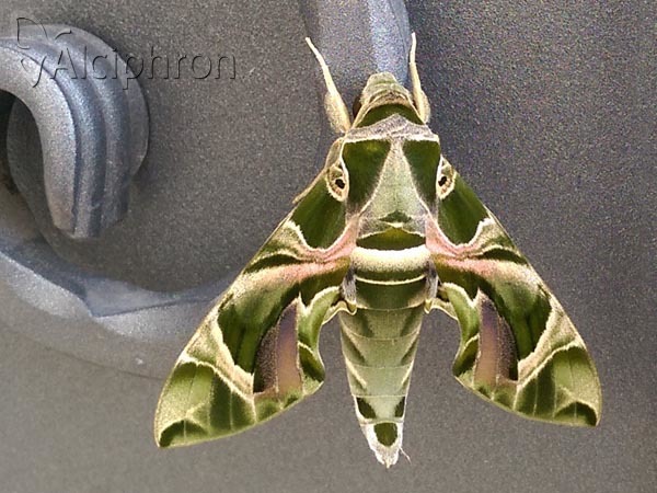 Daphnis nerii