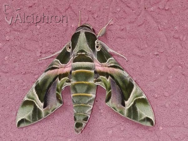 Daphnis nerii