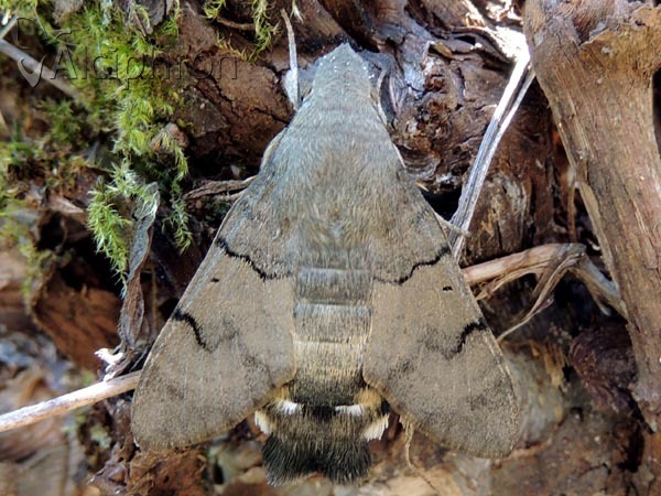 Macroglossum stellatarum