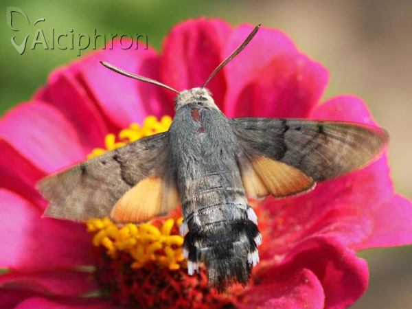 Macroglossum stellatarum
