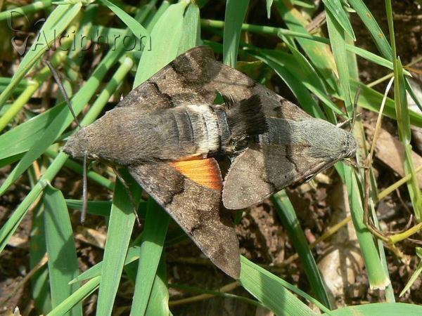 Macroglossum stellatarum
