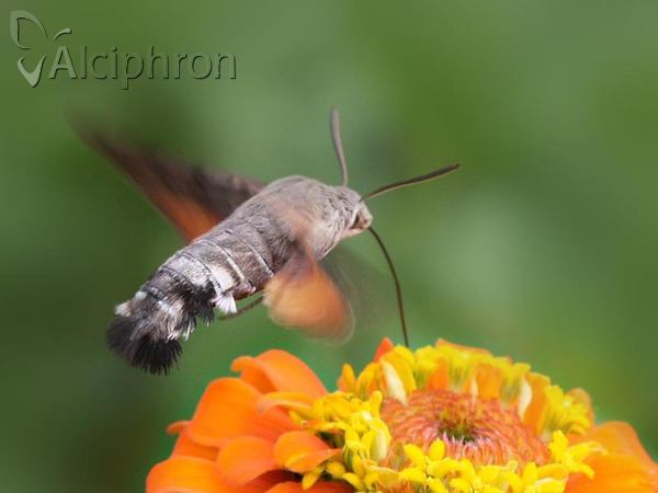 Macroglossum stellatarum