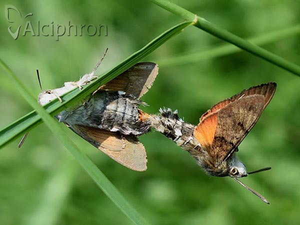 Macroglossum stellatarum