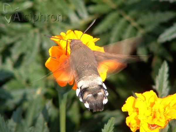 Macroglossum stellatarum