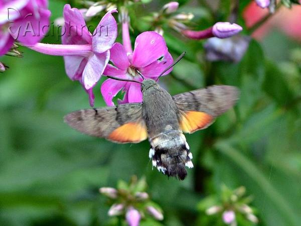 Macroglossum stellatarum