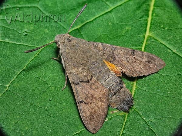Macroglossum stellatarum