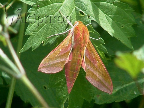 Deilephila elpenor