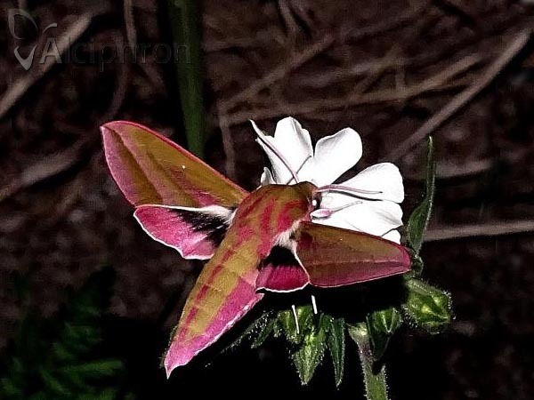 Deilephila elpenor