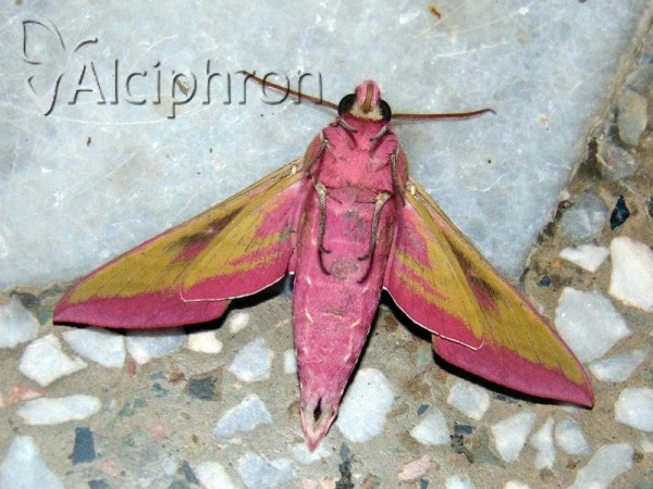 Deilephila elpenor
