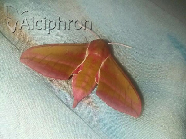 Deilephila elpenor