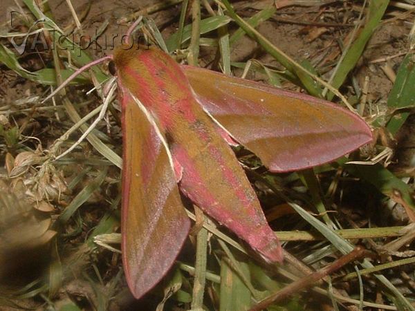 Deilephila elpenor