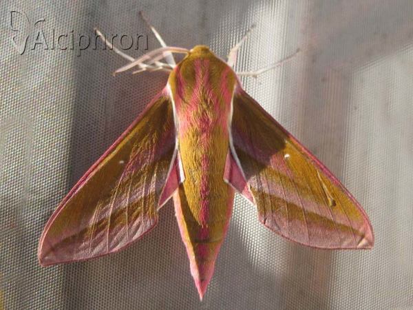 Deilephila elpenor