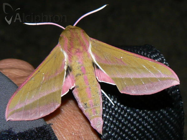 Deilephila elpenor