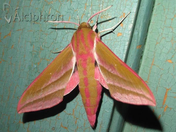 Deilephila elpenor