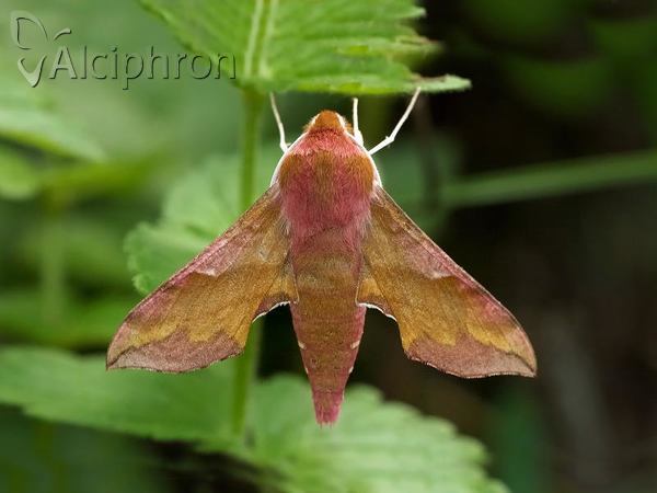 Deilephila porcellus