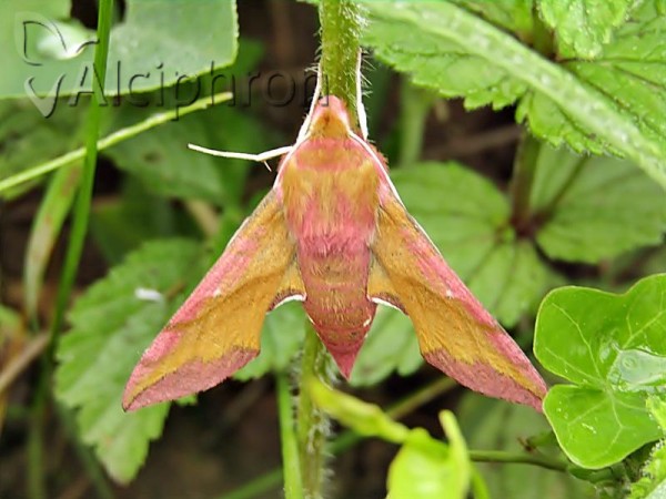 Deilephila porcellus