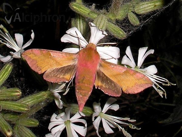 Deilephila porcellus