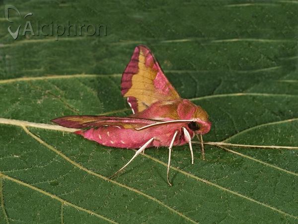 Deilephila porcellus