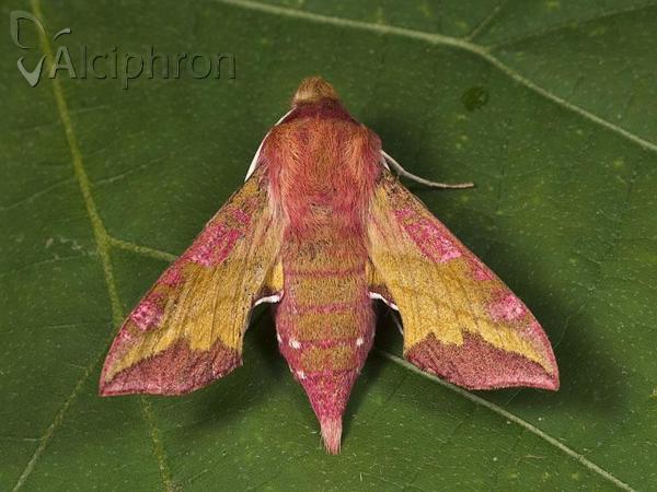 Deilephila porcellus
