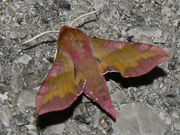 Deilephila porcellus