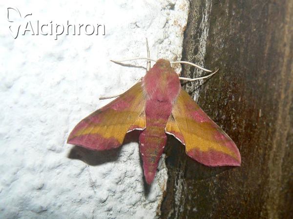 Deilephila porcellus