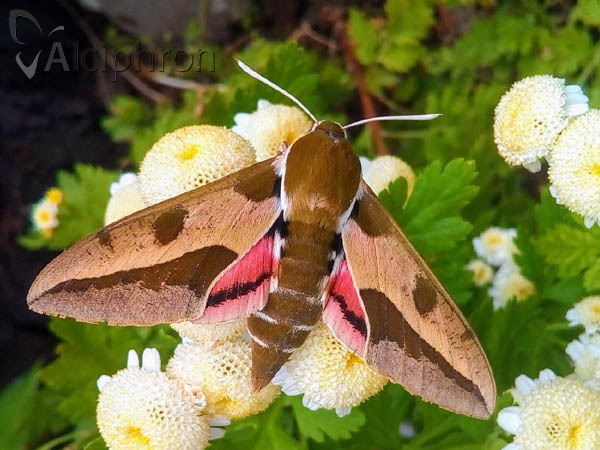 Hyles euphorbiae