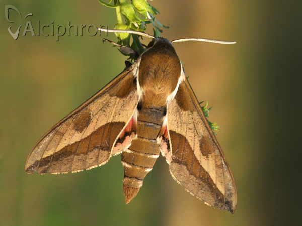 Hyles euphorbiae