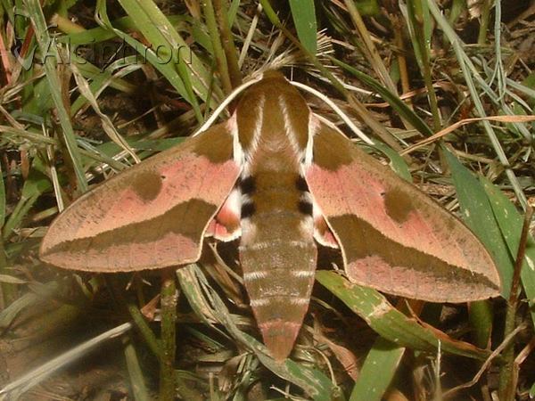 Hyles euphorbiae