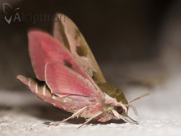 Hyles euphorbiae