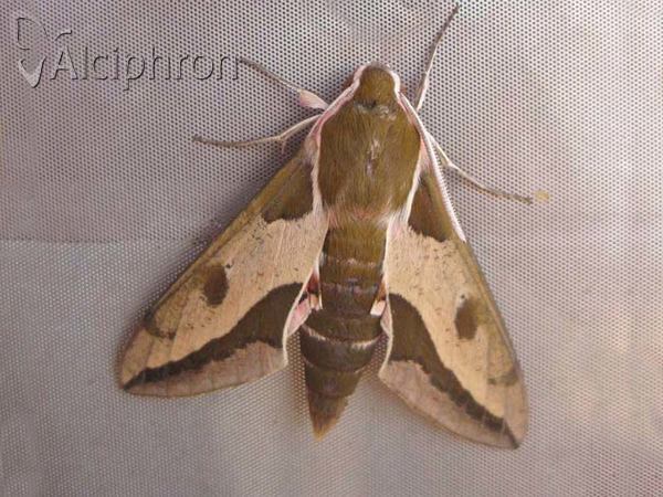 Hyles euphorbiae