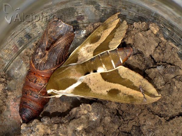 Hyles euphorbiae