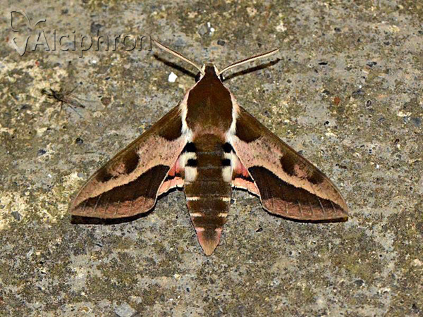 Hyles euphorbiae