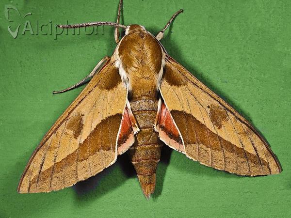Hyles euphorbiae