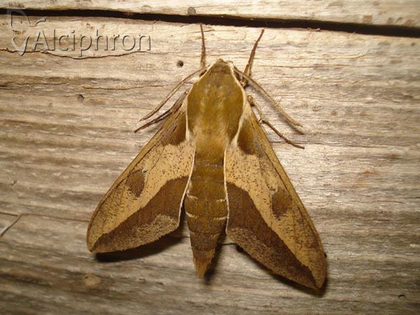 Hyles euphorbiae