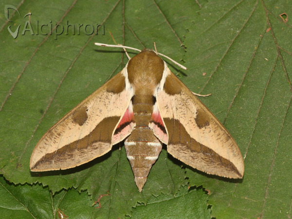 Hyles euphorbiae