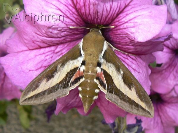 Hyles gallii