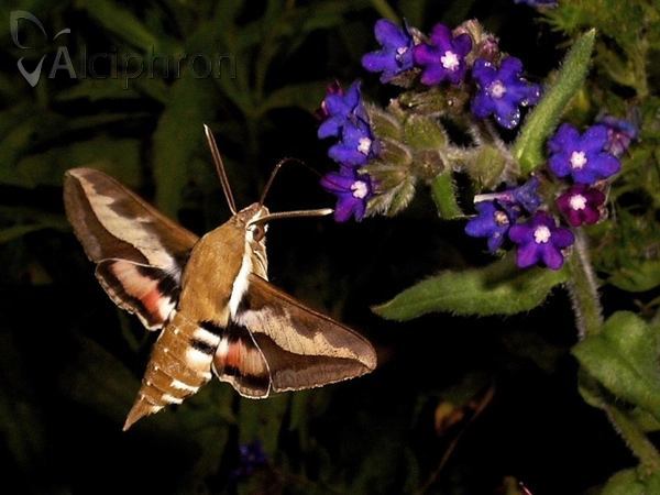 Hyles gallii
