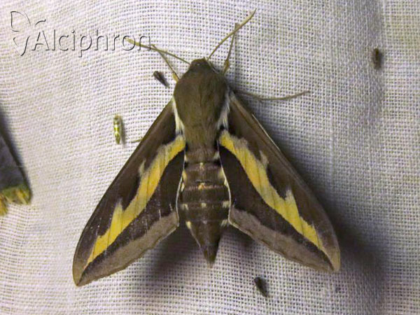 Hyles gallii
