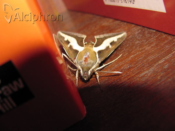 Hyles gallii