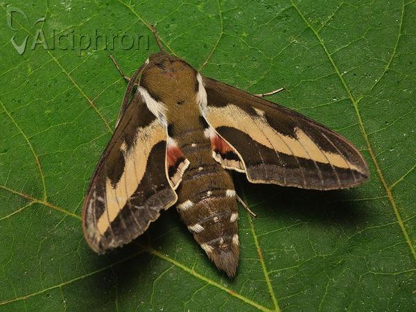 Hyles gallii