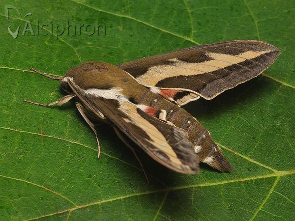 Hyles gallii