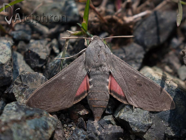 Hyles vespertilio