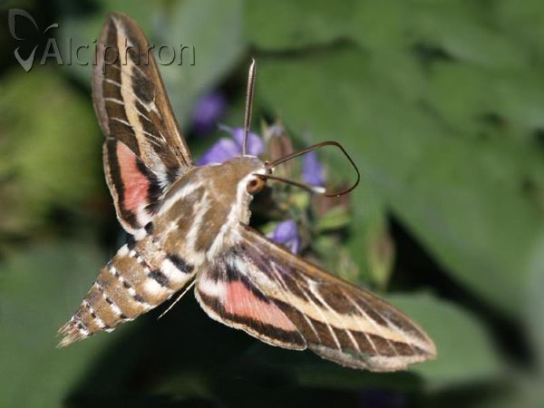 Hyles livornica