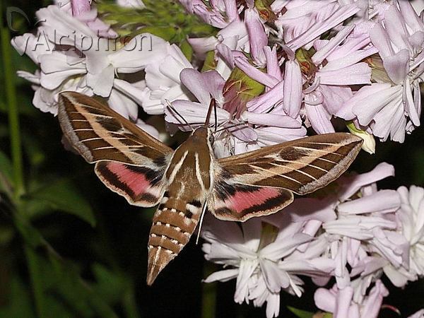 Hyles livornica