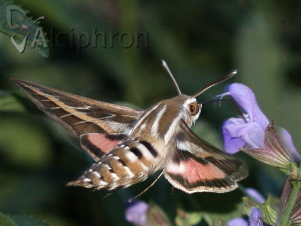 Hyles livornica