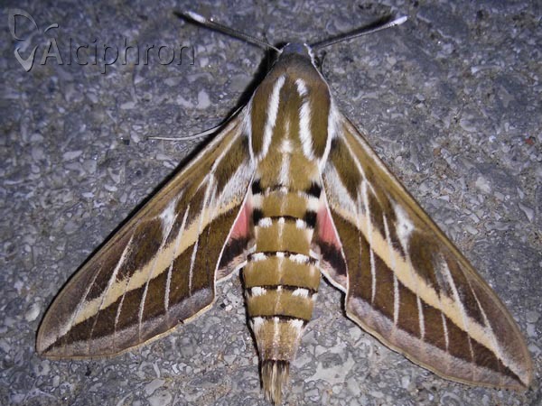 Hyles livornica