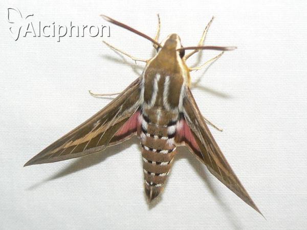 Hyles livornica