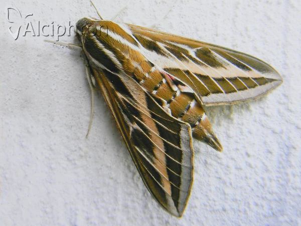 Hyles livornica