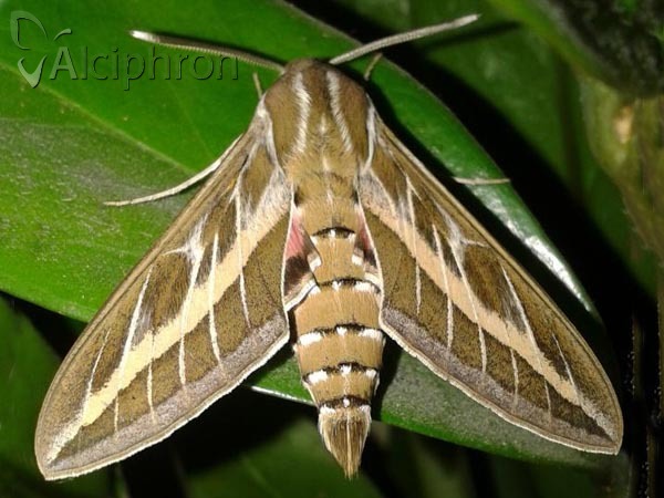 Hyles livornica